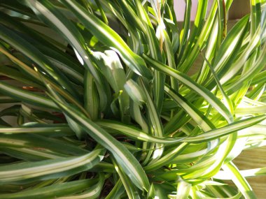 Görkemli klorofilyum yeşili bitkisi