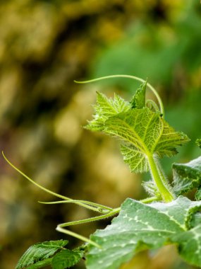 Kabak dalları ile kabak kümesi