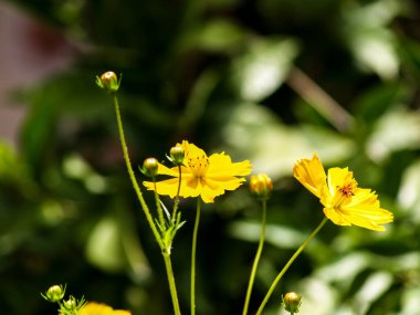 Güzel sarı papatyalar.