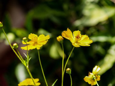 Güzel sarı papatyalar.