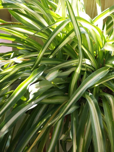 Planta Verde Clorohytum Esplendor — Foto de Stock