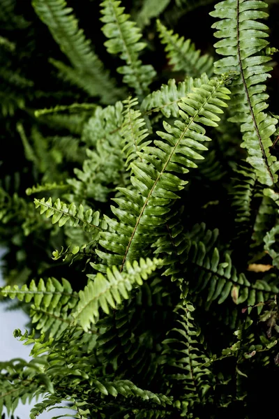 Varen Bladeren Tuin Groen — Stockfoto