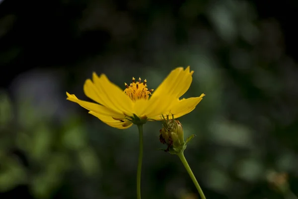 Stami Fiore Giallo Nel Verde Del Giardino — Foto Stock