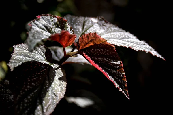 Foglie Begonia Screziate Luce Naturale — Foto Stock