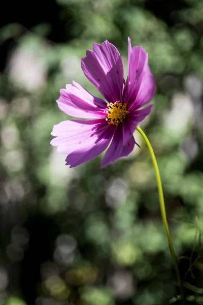 Pink Cosmos Flower Foreground — Stock Photo, Image