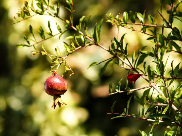 Small pomegranate hanging on tree — Stock Image Small Pomegranate Hanging Tree Stock Picture