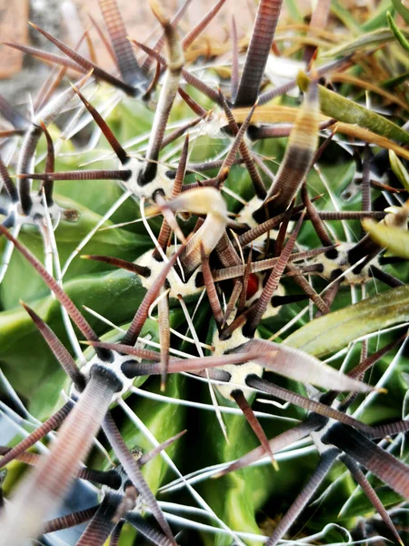 Természetes Kaktusz Tövisek Előtérben — Stock Fotó