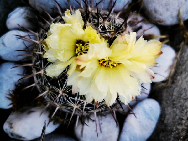 Flores Amarillas Cactus Espinas — Foto de Stock