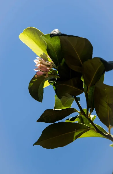 Ramo Árvore Limão Com Flor Laranja Céu Azul — Fotografia de Stock