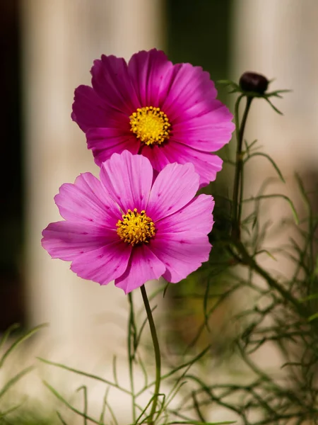 Delicate Cosmos Flowers Garden Full Sun — Stock Photo, Image