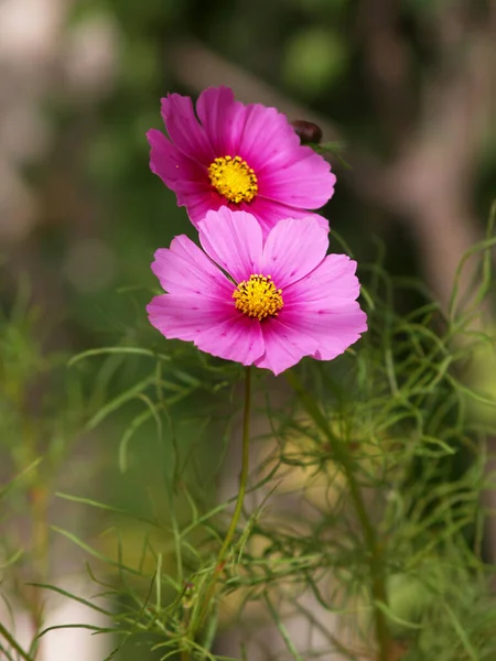 Delicate Cosmos Flowers Garden Full Sun — Stock Photo, Image