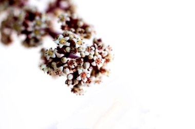 Küçük çiçekler, sulu bitkiler.