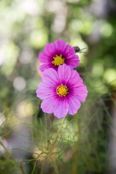 Pink Cosmos Flowers Foreground — Stock Photo, Image