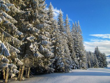 Kar örtülü ladin ağaçları açık mavi gökyüzünün altında