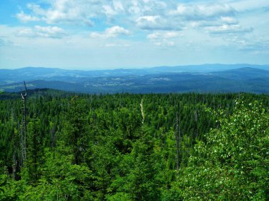 Bir zamanlar felaketle gölgelenmiş bir ormanda yeni bir büyüme gelişir.