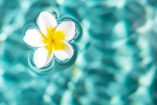 Flower of plumeria in the turquoise water surface.