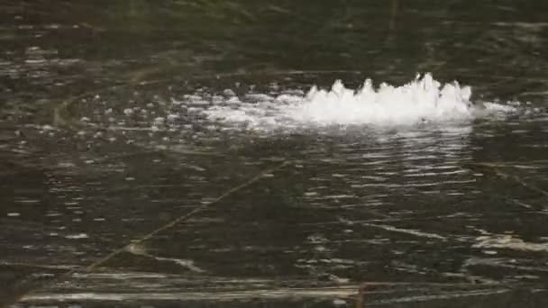 La fontana anseatica di Velikiy Novgorod, Russia — Video Stock