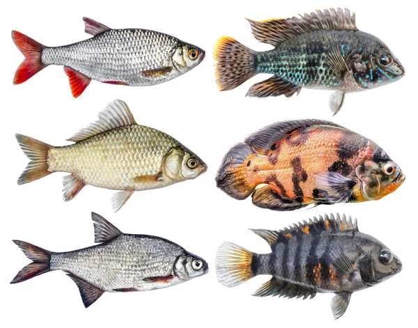 Изолированный Набор Пресноводных Красочных Рыб — стоковое фото
