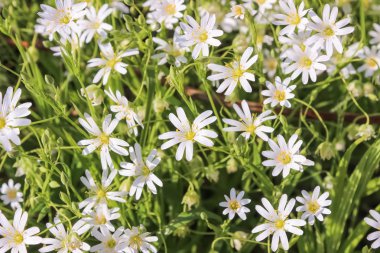 büyük stitchwort, stellaria çiçek