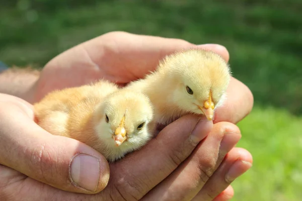Πουλερικά Μικρά Κοτόπουλα Στα Χέρια Του Αγρότη — Φωτογραφία Αρχείου