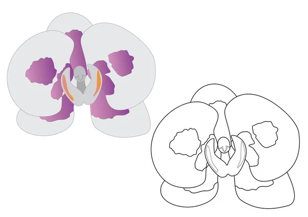 Flor Orquídea Página Para Colorir Ilustração Vetorial — Vetor de Stock