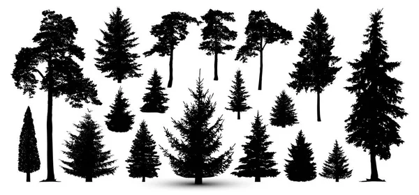 Trees forest set, vector. Silhouette of pine, spruce