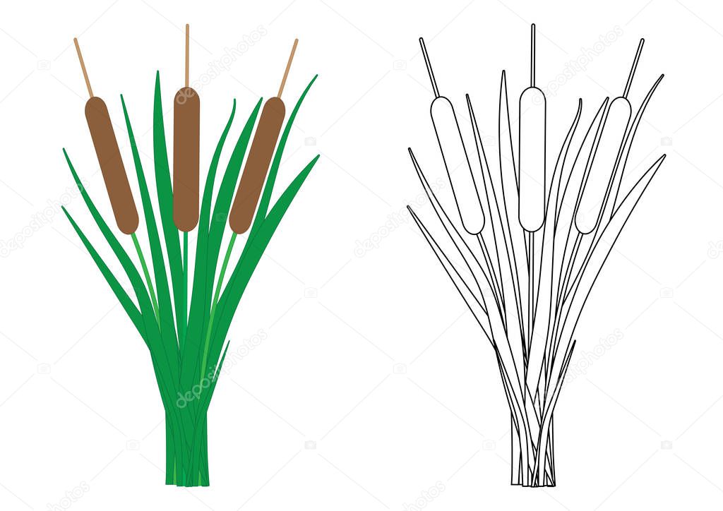 Reeds, coloring page. Vector illustration