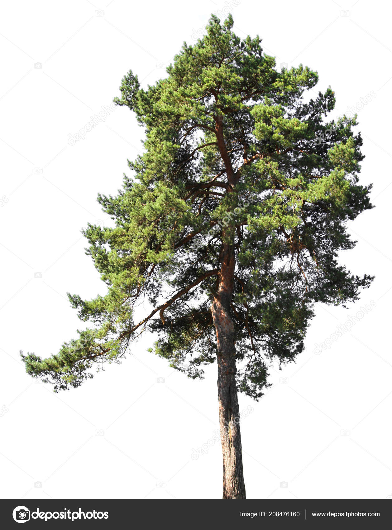 Pine Tree Isolated White Background Stock Photo by ©Irusetka.yandex.ru  208476160