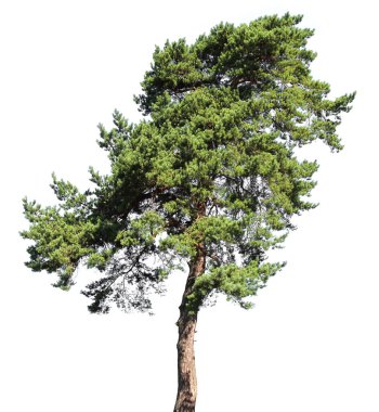 Pine conifer tree, isolated clipart