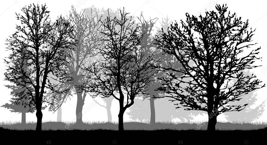 Silhouette of bare trees. Autumn park (forest), vector