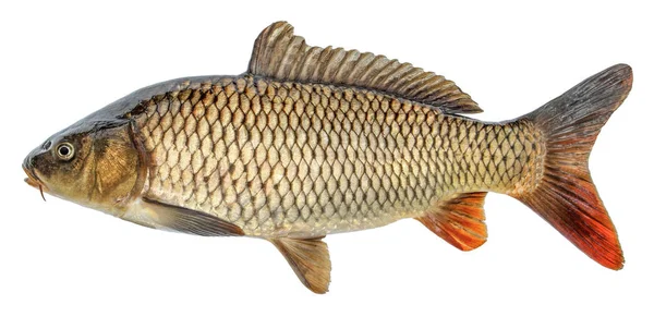 Fiska Karp Med Skalor Råa Floden Fisk Färsk Guldfisk Sidovy — Stockfoto