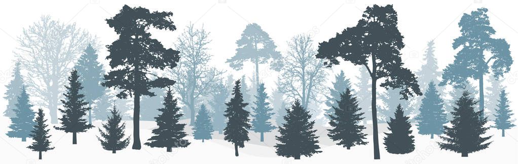 Winter snowy forest (trees: spruces, pines, oak and etc.) silhouette, panorama. Vector illustration.