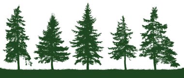 Orman köknar ağaçları siluet. Noel ağacı. İğne yapraklı yeşil Ladin. Beyaz arka plan, izole nesneleri üzerinde vektör. Parkland, park, Bahçe