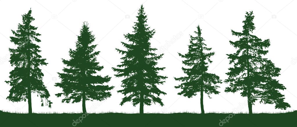 Forest fir trees silhouette. Christmas tree. Coniferous green spruce. Vector on white background, isolated objects. Parkland, park, garden