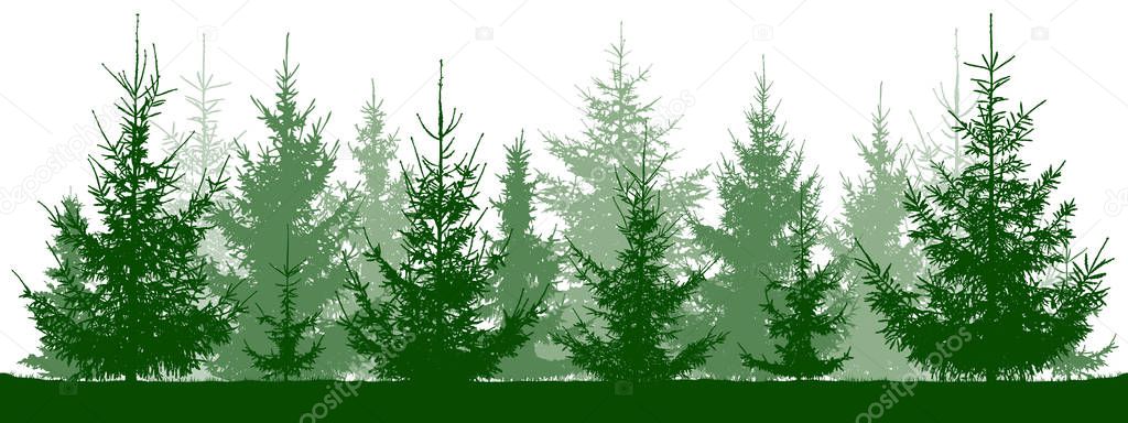 Forest fir trees silhouette. Christmas tree. Coniferous green spruce. Vector on white background, isolated objects