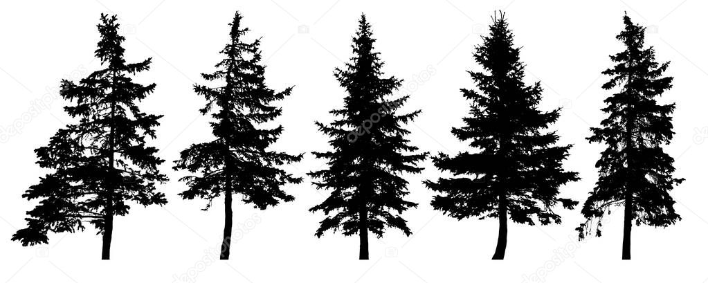 Forest trees silhouette. Isolated vector set. Christmas tree, cedar, fir-tree, pine, pine-tree, Scotch fir