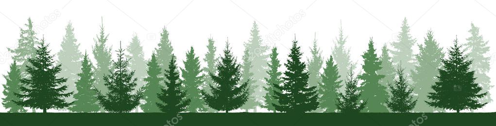Summer forest landscape silhouette, beautiful spruces, panorama. Vector illustration