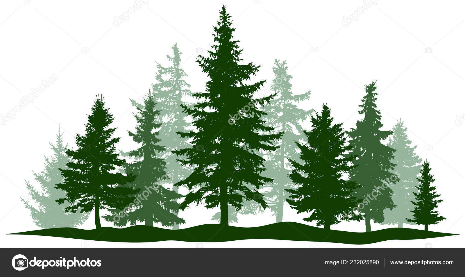 Green Forest Evergreen Pine Tree Isolated Park Christmas Tree