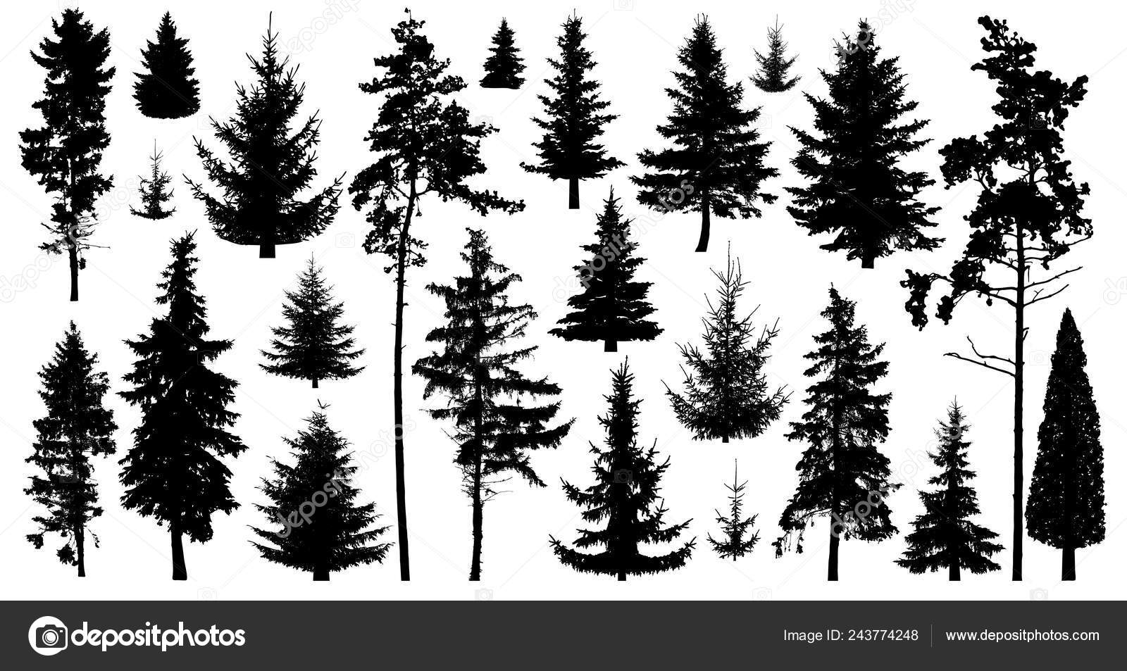 Silhouette Pine Trees Set Forest Trees Isolated White Background Collection Vector Image By C Irusetka Yandex Ru Vector Stock