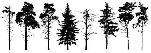 针叶树设置常绿树与树枝结粘在冬天 林木剪影 隔离的矢量集 圣诞树 苏格兰冷杉 — 图库矢量图片