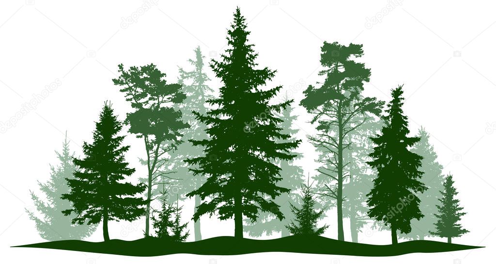 Evergreen forest pine, tree isolated. Park, alley Christmas tree. Vector illustration. Landscape of isolated trees