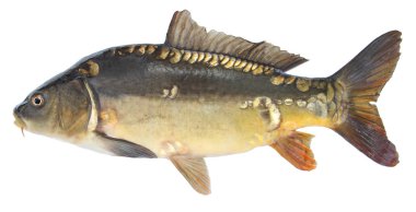 Fish mirror carp. Isolated fish without scales clipart