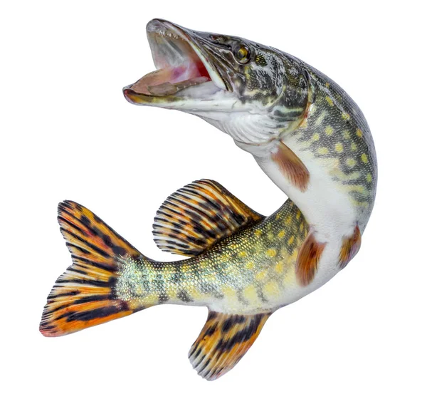 Fischhecht Sprung Aus Dem Wasser Emblem Isoliert Auf Weißem Hintergrund — Stockfoto