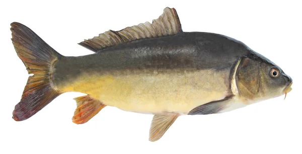 Fisk spegel karp. Isolerade fisk utan fjäll — Stockfoto