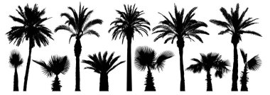 Palm tropical trees. Silhouette vector set clipart