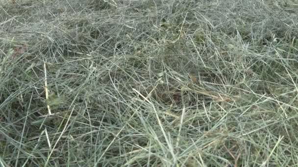 Zgrzaniu suszonych trawy (siano) drutu zęba Grabie, zbliżenie — Wideo stockowe