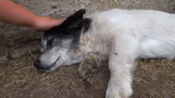 Jongen strelen hand zwerfhond mongrel. Dierenverzorging — Stockvideo