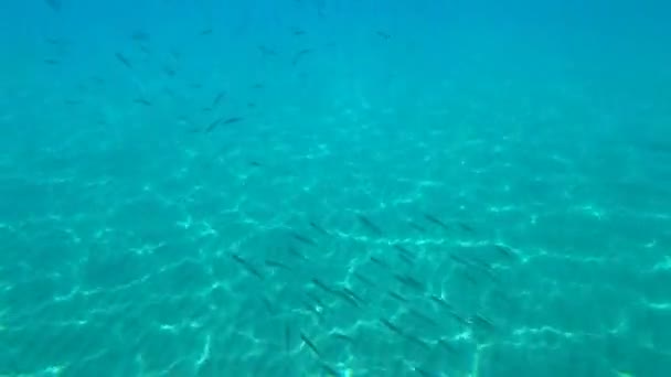 Escola de peixes nada debaixo d 'água no mar Mediterrâneo — Vídeo de Stock