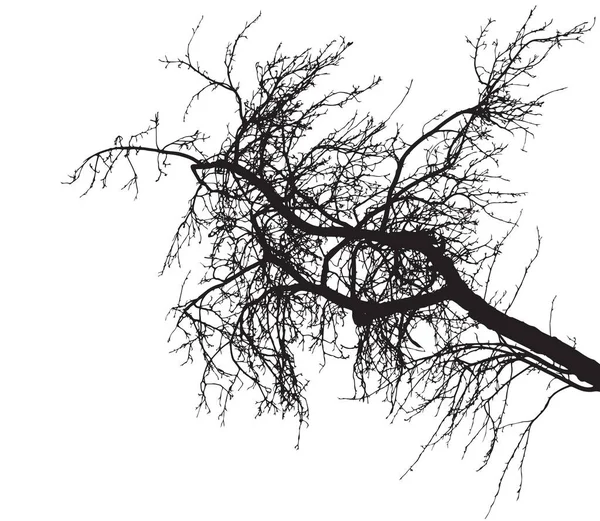Sílhueta de ramo de árvore nua no fundo branco . —  Vetores de Stock