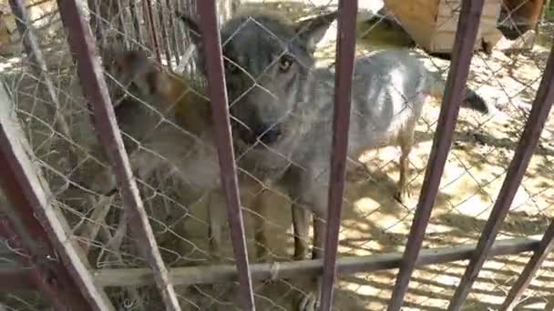 Dos lobos parecen ojos hambrientos en la jaula, en el zoológico — Vídeos de Stock